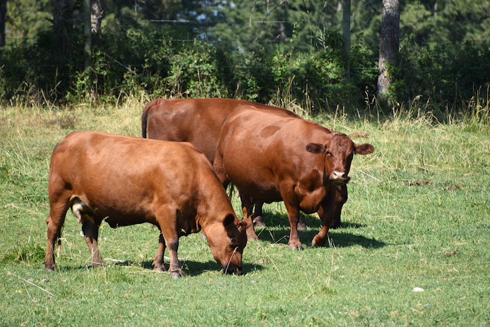 29946729_web1_220803-SAA-Syd-Wand-cows