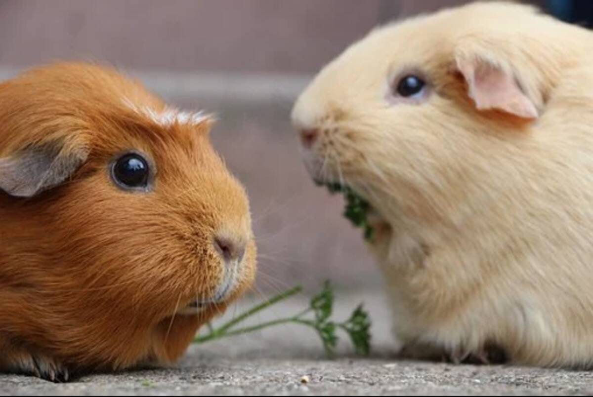 Two guinea best sale pigs