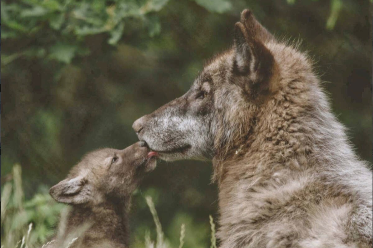 Last missing wolf recovered alive after escape from