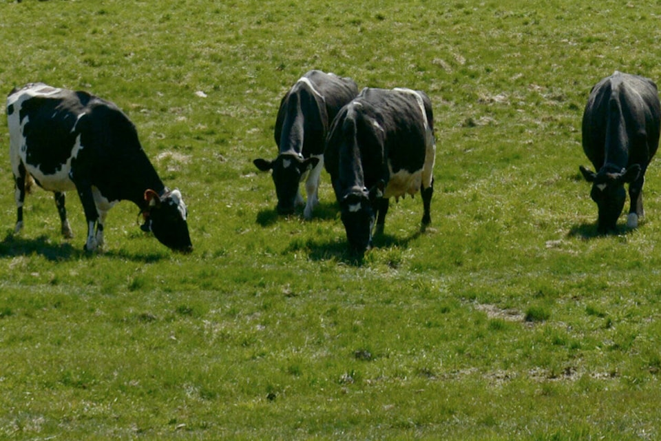 30245869_web1_2200831-SAA-dairy-cows