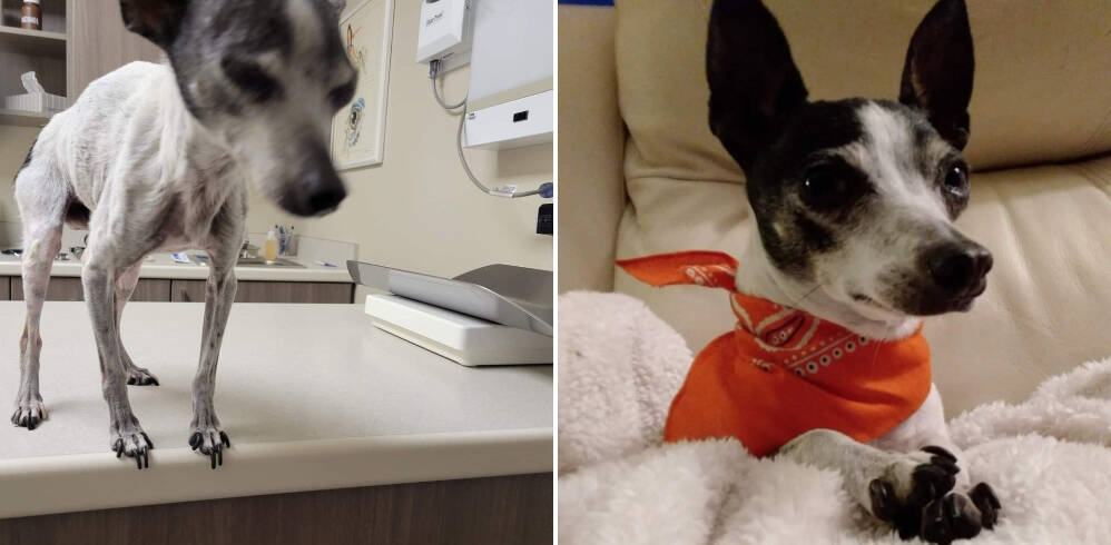 Local hero Gord Portmans dog Zippy was working outreach with him when the tiny dog ingested cocaine with meth in it. He was rushed to the vet but is still very sick and will need further help. (Gord Portman)