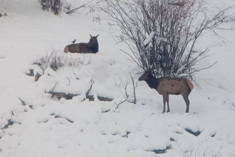 Elk with birds on their backs spotted on Campbell Mountain in Penticton on Nov. 8, 2022. (Steve Zed photograph)