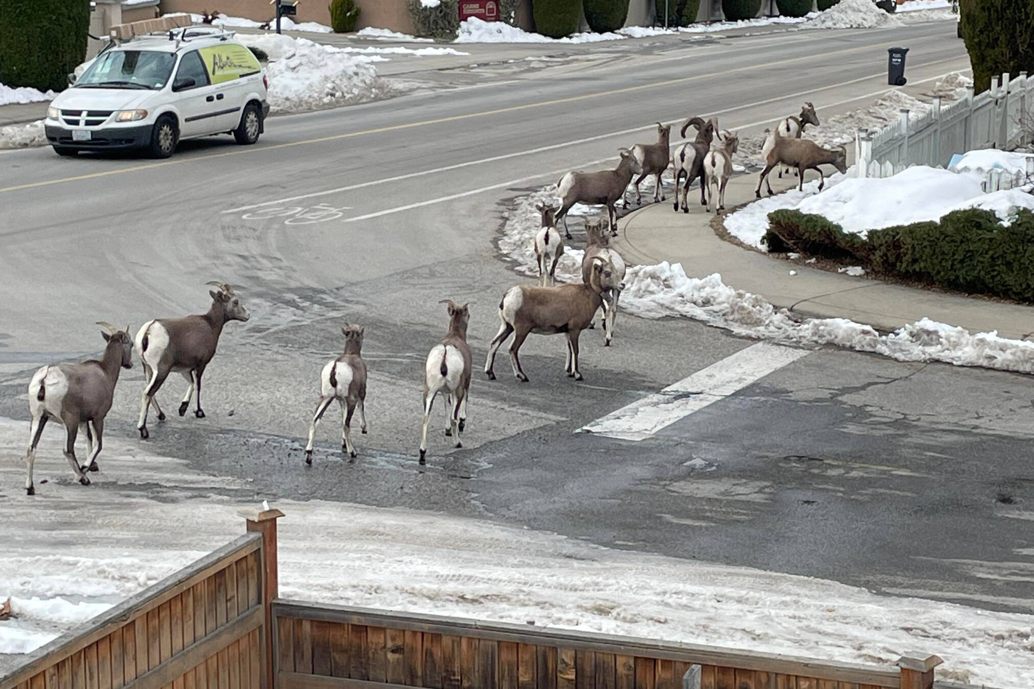 Bighorn make surprise visit in Penticton neighbourhood on Monday. (Brian Hesla)