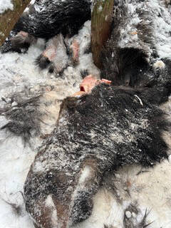 31146043_web1_221201-VMS-moose-carcass_1