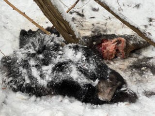 31146043_web1_221201-VMS-moose-carcass_2