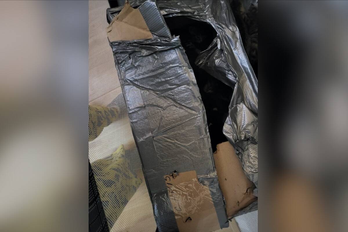 Ten cats were rescued from a heavily duct taped box found inside a dumpster in Penticton on Nov. 25, 2022. (contributed)