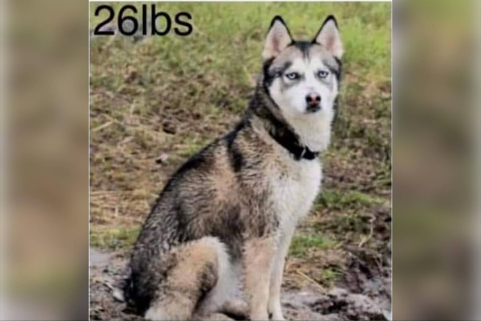 31309619_web1_221215-KCN-missing-dog_1