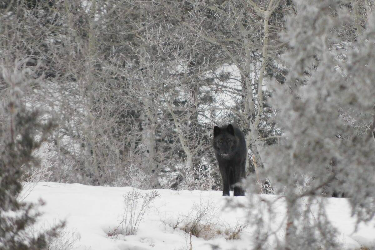 Black wolf seen at Black Mountain Regional Park, Kelowna (Mike Walchuck/Photo)