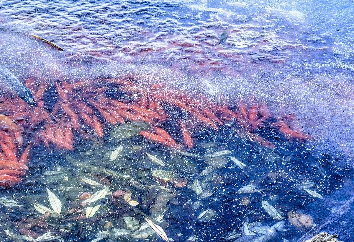 Invasive goldfish seen swimming under ice at Kelowna pond