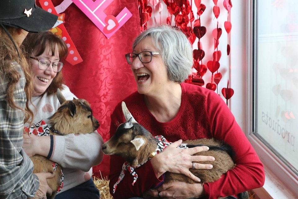 Allison and Karen laugh as they hug two of three goats that were brought in for the Animal Auxiliary Thrift Store’s Hug a Goat fundraiser on Valentines Day. (Bowen Assman- Vernon Morning Star)