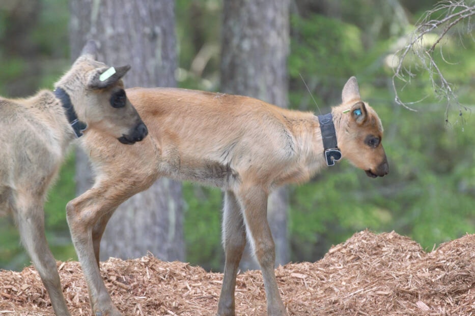 32180247_web1_230323-NAL-CARIBOU-pic_1