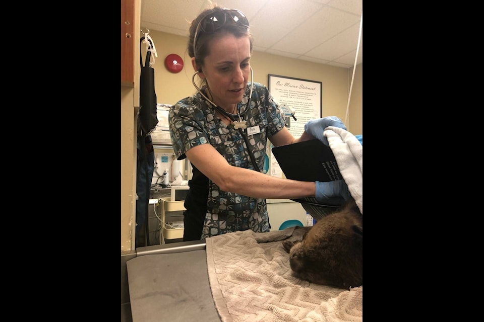 The Rotary Park marsh beaver is being cared for by the Interior Wildlife Rehabilitation Society after being captured on April 5.(Interior Wildlife Rehabilitation Society/Eva Hartmann)