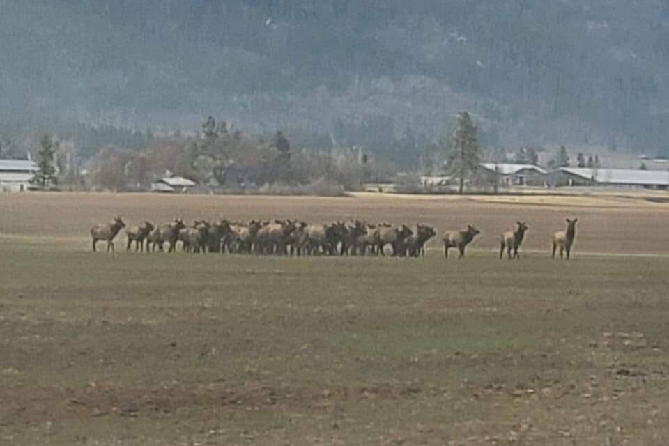 32362718_web1_230413-VMS-elk-pic-1_1