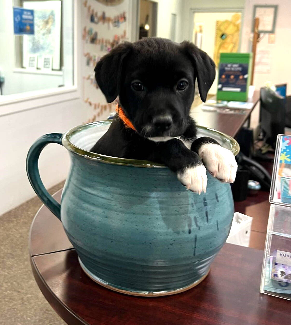 32522638_web1_230427-VMS-dogs-pup_1