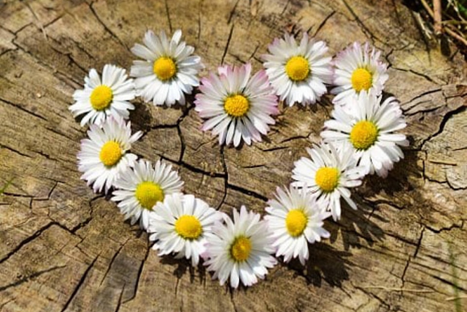 32544941_web1_230503-SAA-daisies-pixabay