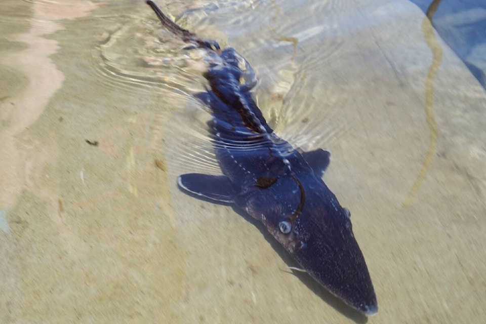 32635412_web1_230511-RTR-STURGEON-RELEASE-pic_1