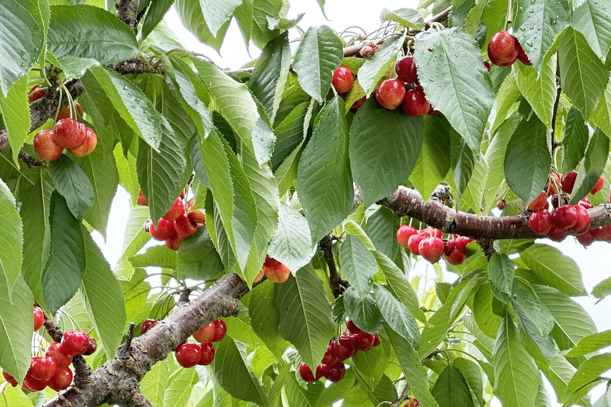 Cherries in Summerland. (John Arendt/ Summerland Review)