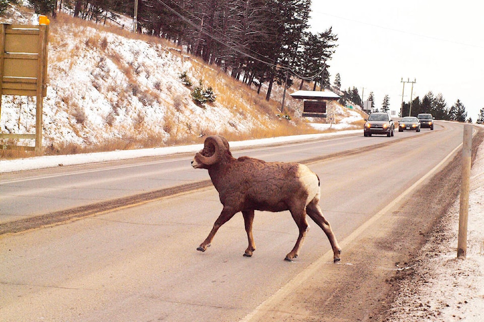 33171305_web1_230706-RTR-WILDLIFE-OVERPASS-pic_1