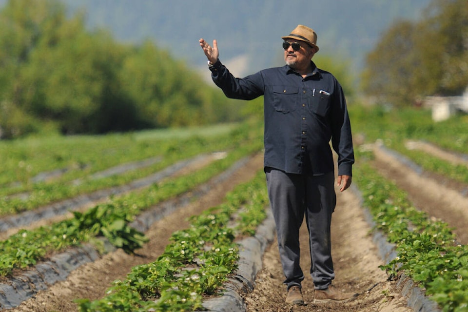 Bob Shoker of Shoker Farms in his strawberry fields on Unsworth Road in Chilliwack. (Jenna Hauck/ Black Press Media)