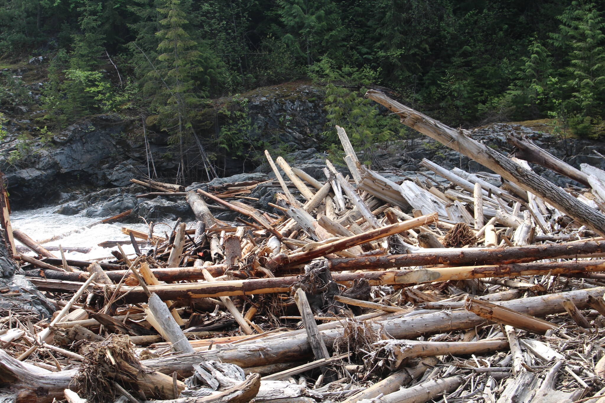 Since October 2014, the jam has claimed the debris in the Illecillewaet River, multiplying the jam. (Zachary Delaney/Revelstoke Review)