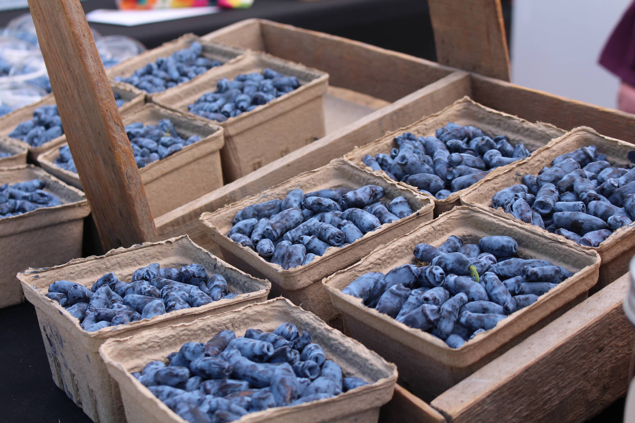 The haskap berry, also known as honeyberry, is found in northern regions of North America, Europe, and Asia. (Zachary Delaney/Revelstoke Review)