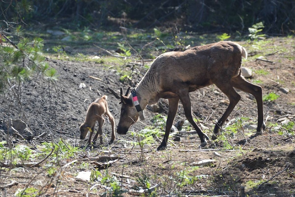 33375418_web1_230727-NAL-CARIBOU-pic_1