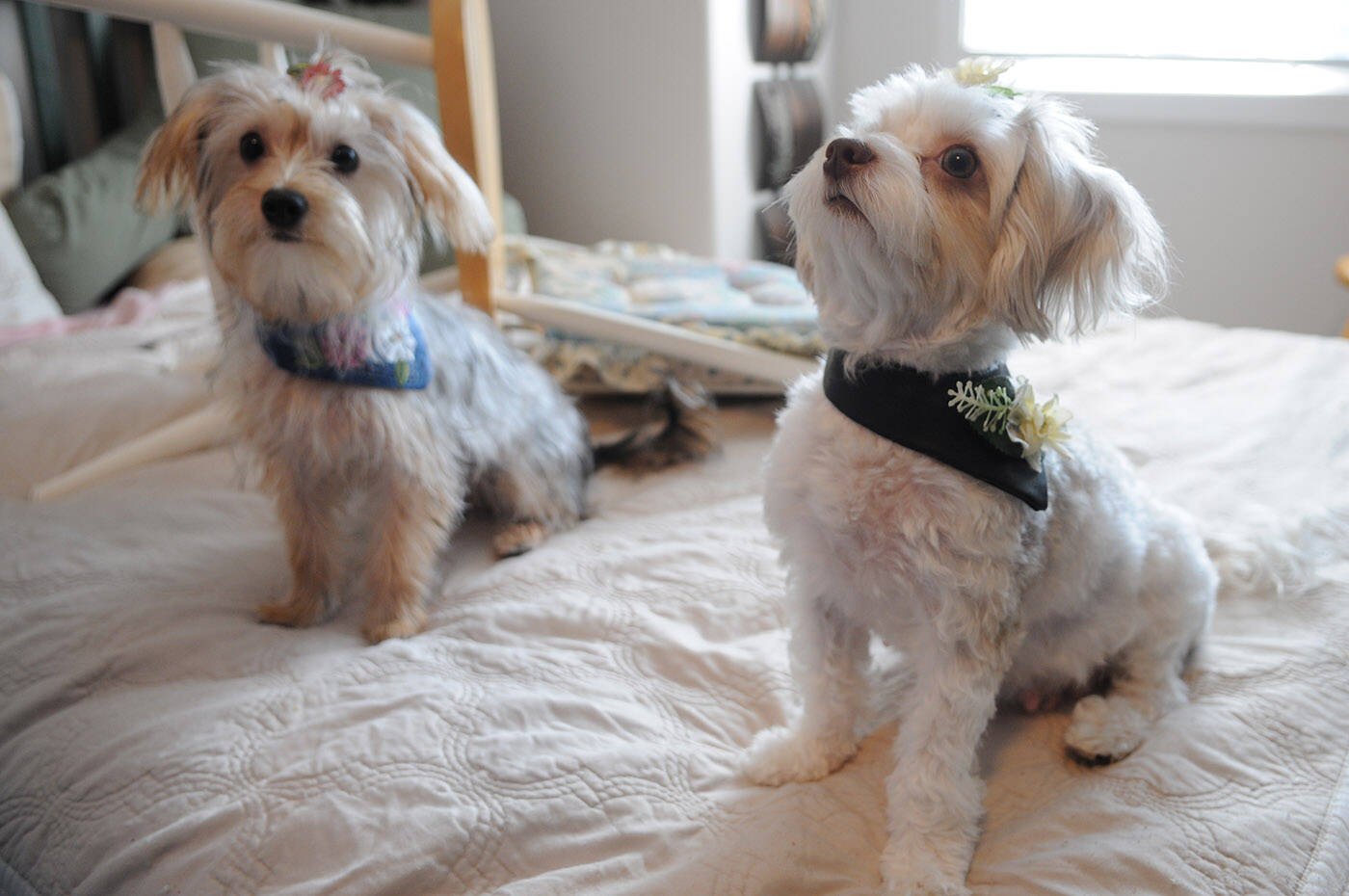 Fancy (left) and Kharma model pet neckwear by Simply Fetching Pet Designs. (Jenna Hauck/ Chilliwack Progress)