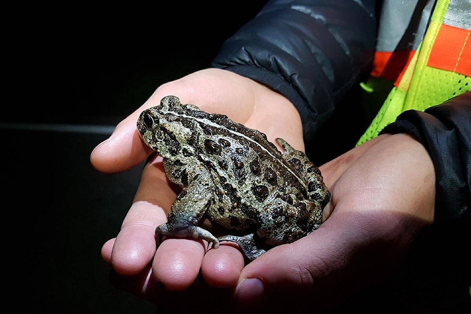33516262_web1_200625-CVA-kootenaylakefund-frog_1