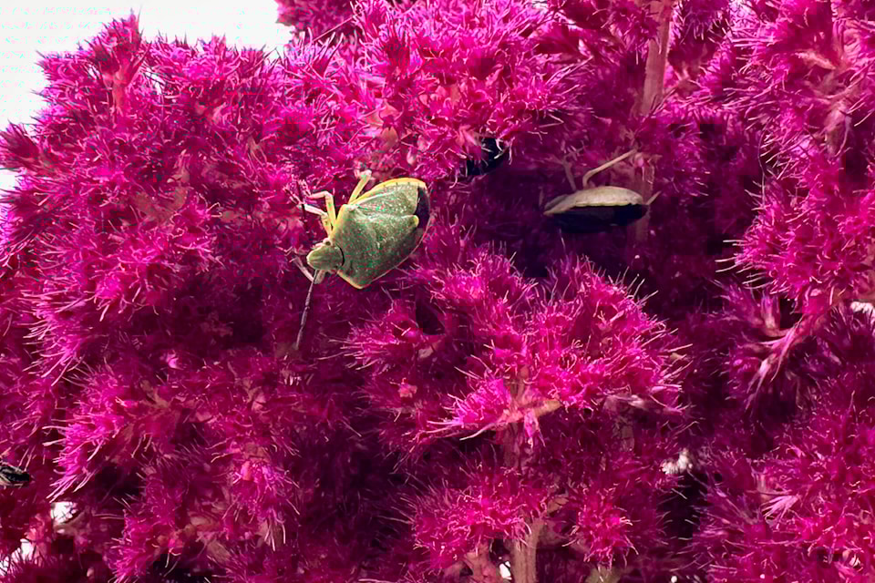 33561900_web1_230810-SAA-conchuela-stink-bugs