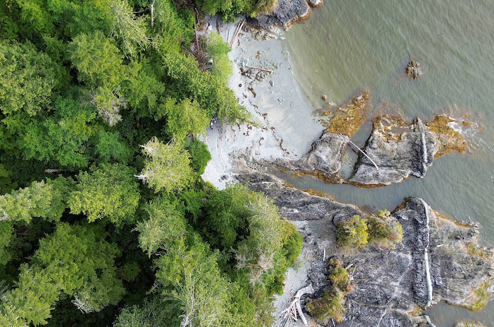 33635204_web1_230817-CPW-ancient-colossus-BC-rainforest-drone_1