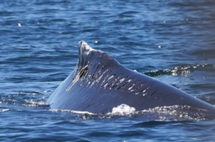 33753765_web1_230906-PRU-Humpbacks-Hit-opo_1