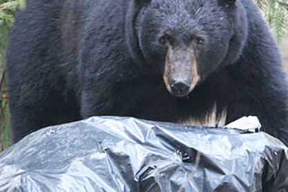 33767662_web1_bearsmart