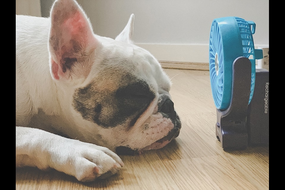 It's important to keep your dog cool when inside on those hot summer days. (Metro Creative Connection photo)