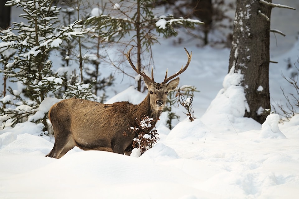 241203-rim-wildlife