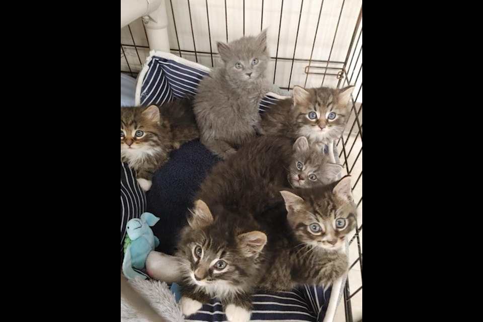 Next Chapter Animal Rescue sees tons of cats and kittens come through their doors. 