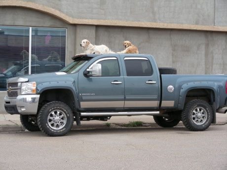 21733rimbeydogs-on-truck