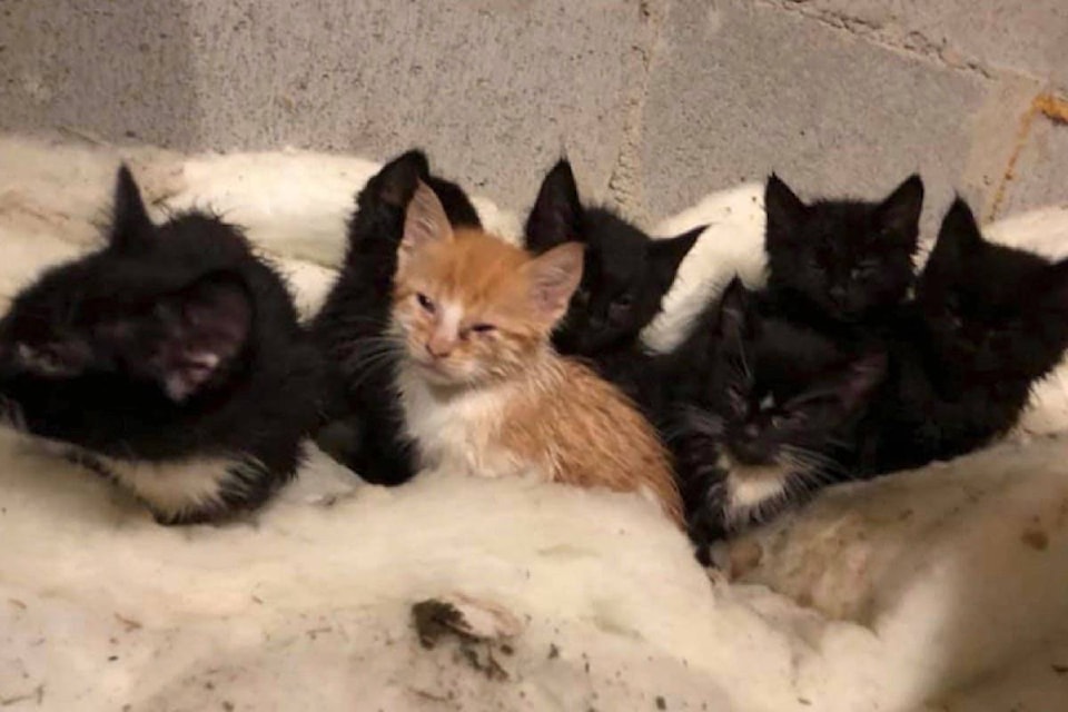 14767640_web1_181212-RDA-M-181123-RDA-cats-abandoned-in-containers_3