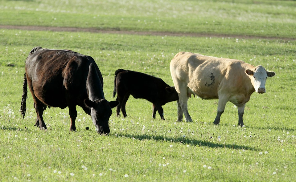 21955636_web1_200625-RDA-Beef-plants-nearly-back-to-full-capacity-after-COVID-19-but-backlog-of-cattle-beef-_1