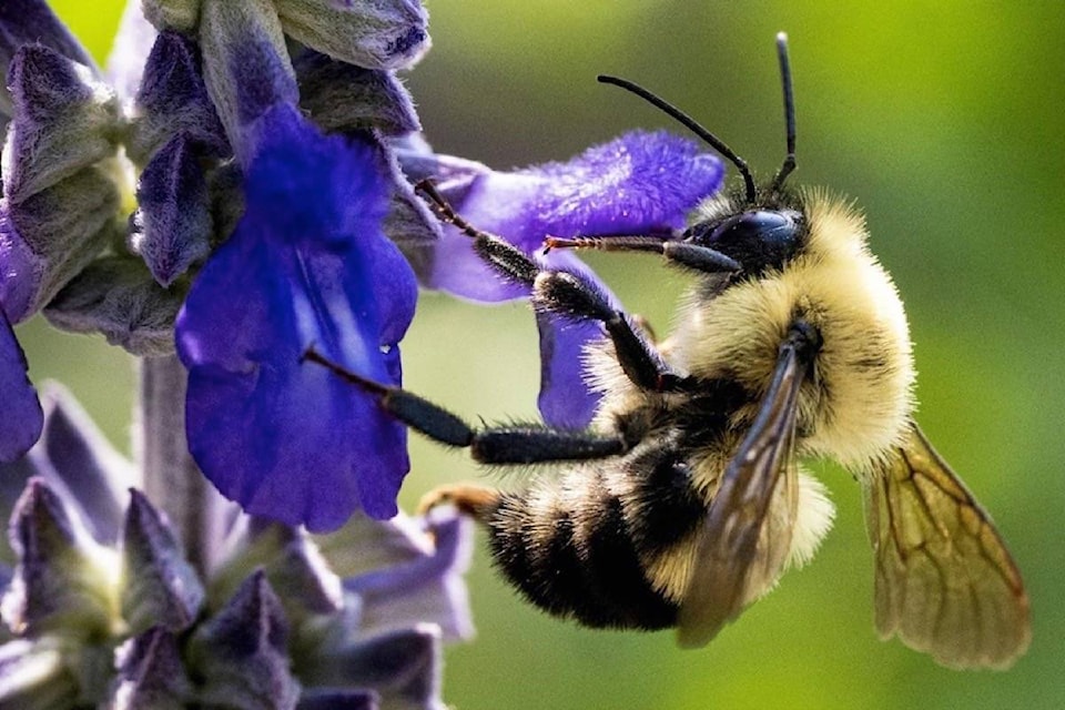 22269207_web1_200729-RDA-Lack-of-bees-pollination-limiting-crop-yields-across-U.S.-B.C.study-finds-agriculture_1