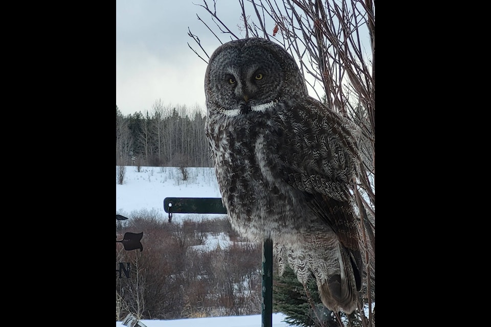Dean Vig had a visitor at his home near Rimbey. (Submitted by Dean Vig)