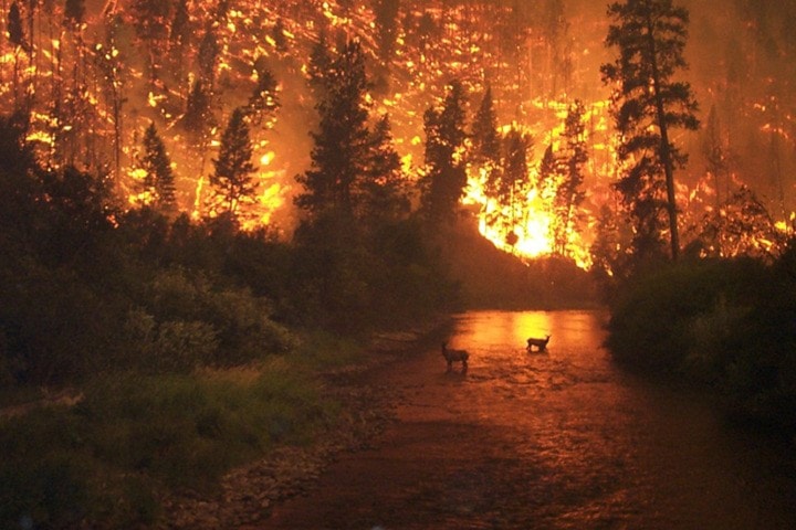 1303trailw-forestfire