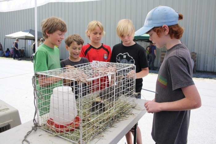 47310trailfallfair-ducks1web