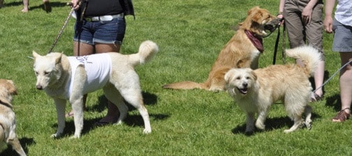 64334traildogshow