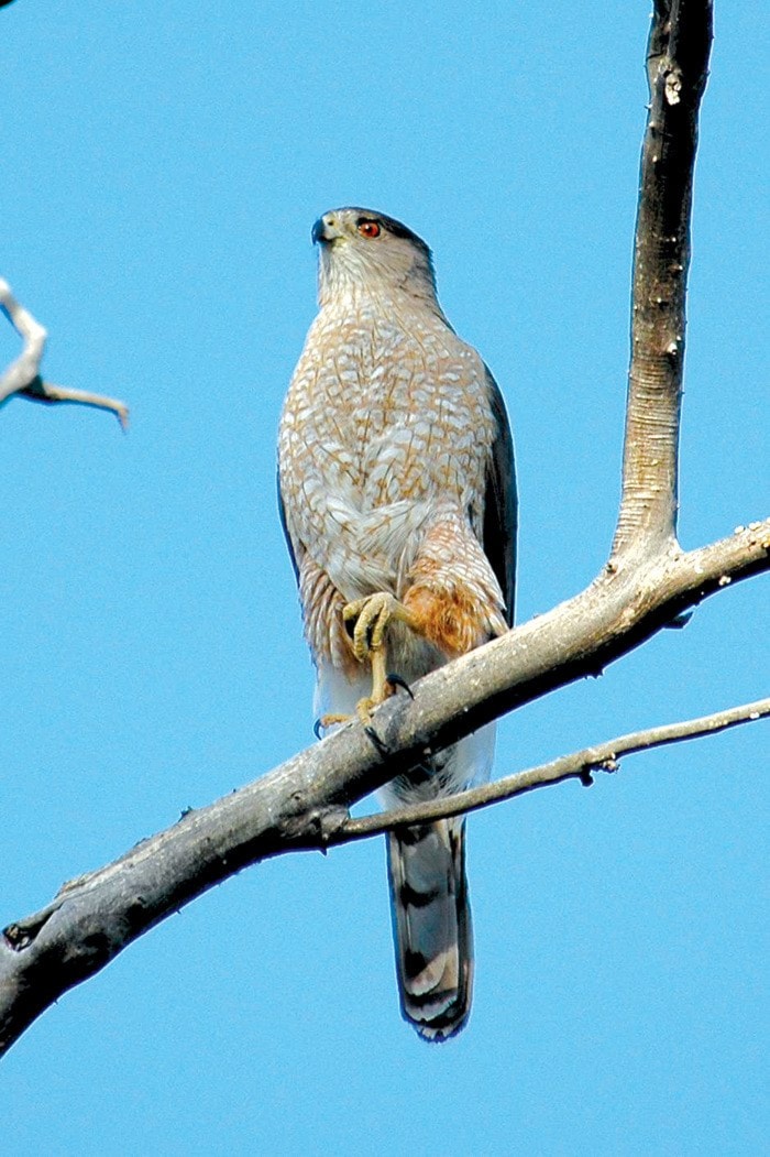 69695trailBirdsofNakusp