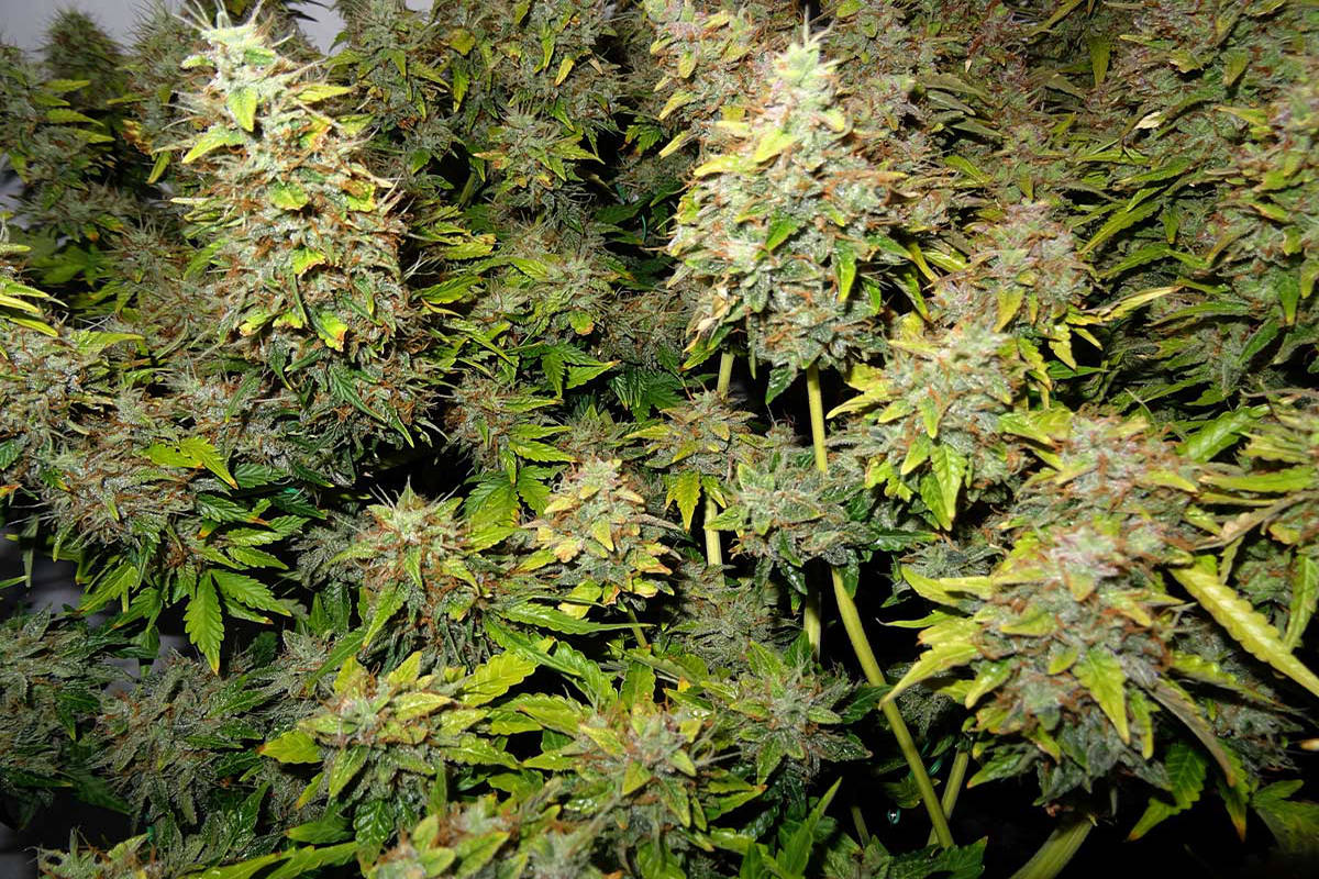 11971954_web1_180518_KCN_harvest-marijuana-