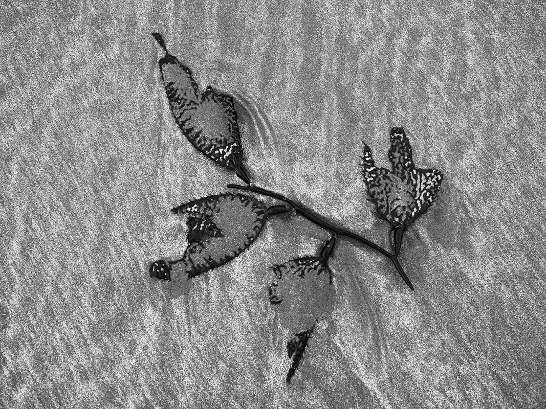 13305658_web1_180824-CAN-SolticeKelp