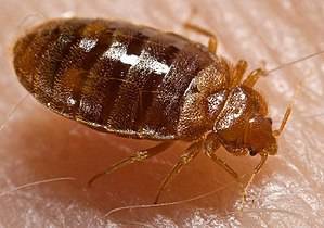 14782261_web1_14669213_web1_300px-Bed_bug_Cimex_lectularius