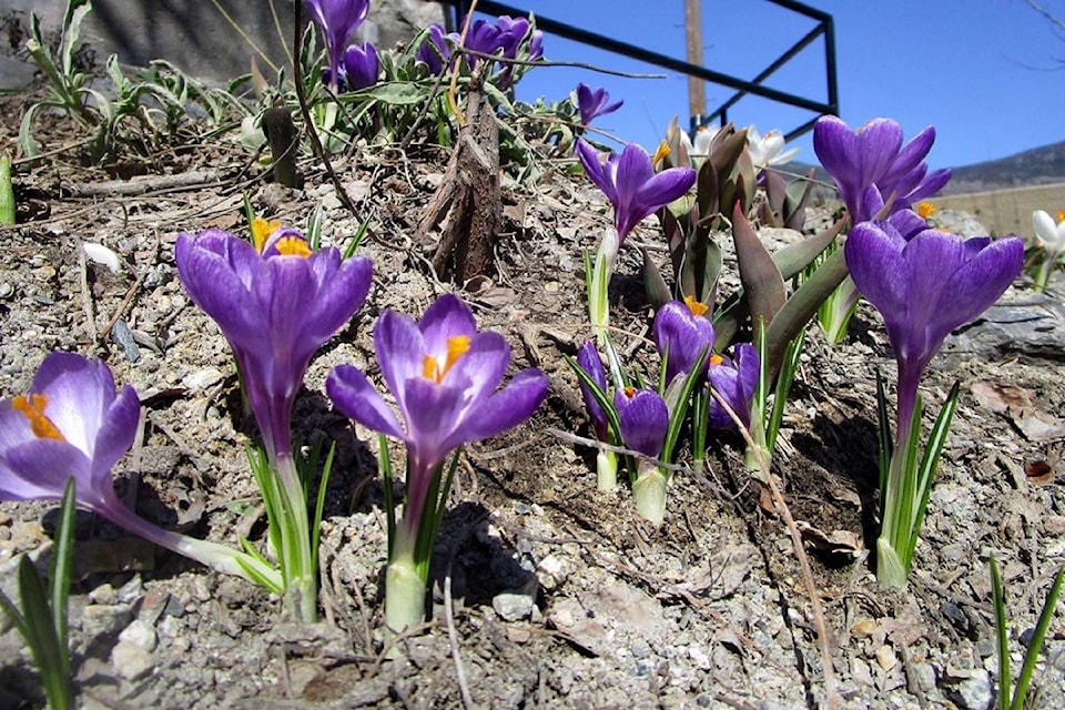 16250420_web1_copy_190403-TDT-M-crocus