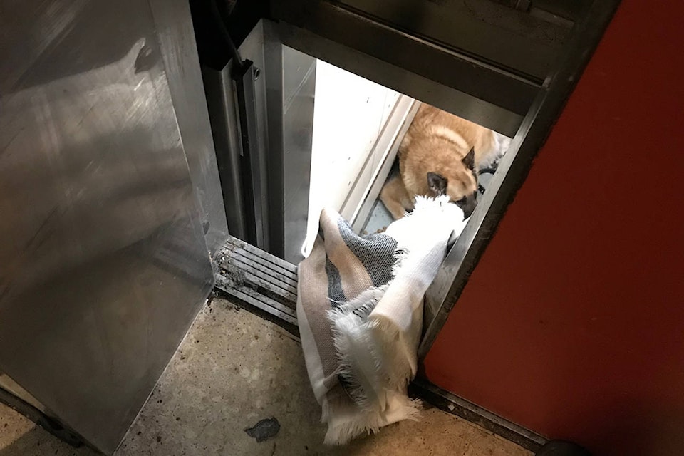 16385752_web1_190412-VNE-Elevatordog