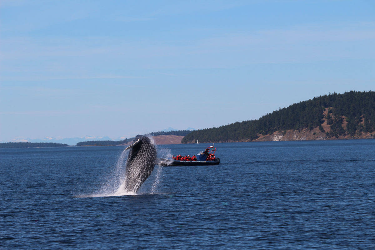 19299717_web1_191106-VNE-Whale-Watch-Association_3